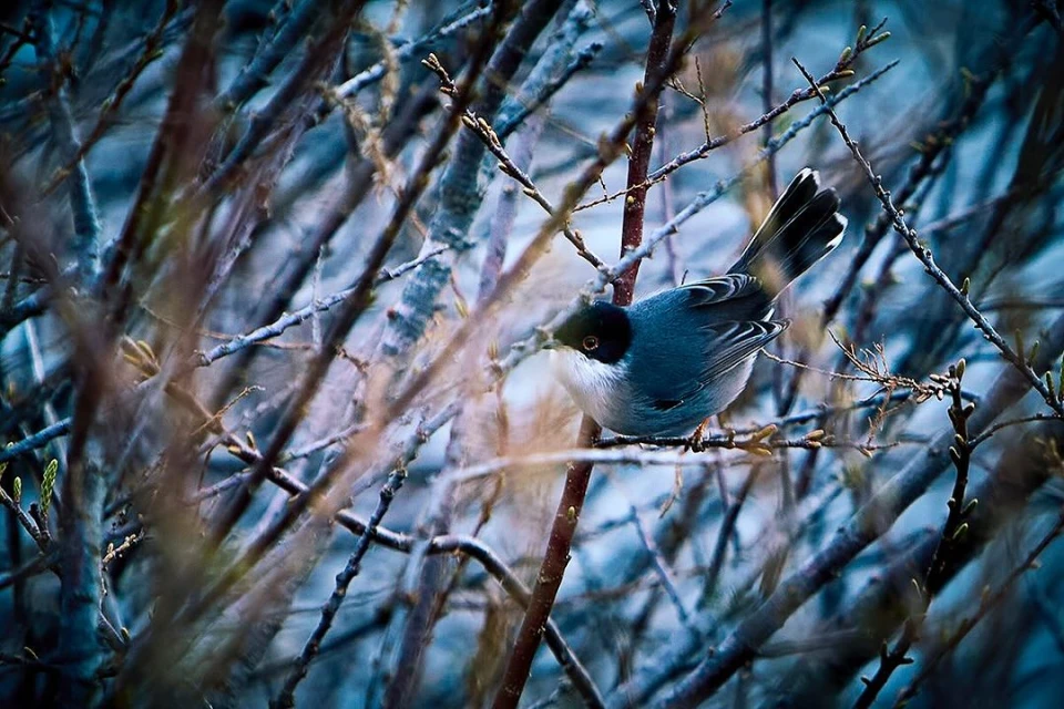 Elizabeth Pojé + Associates