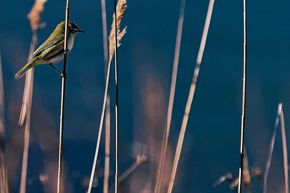 Elizabeth Pojé + Associates