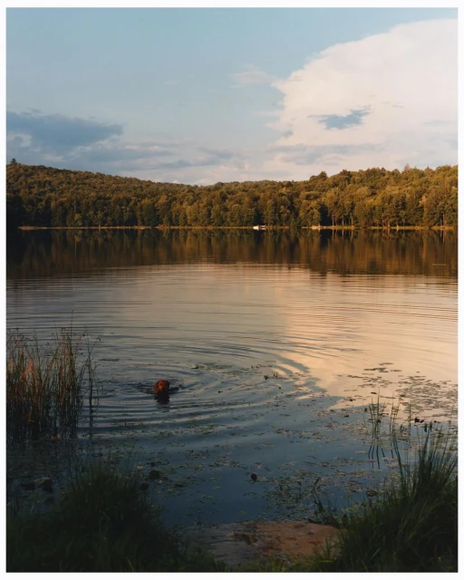 Sophie Chan Andreassend