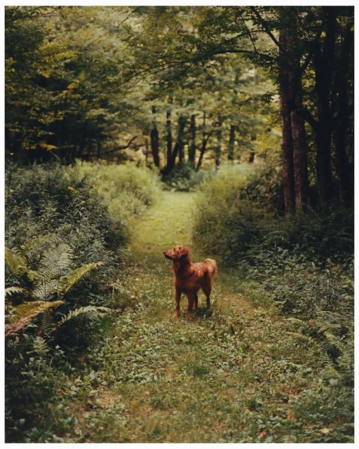 Sophie Chan Andreassend