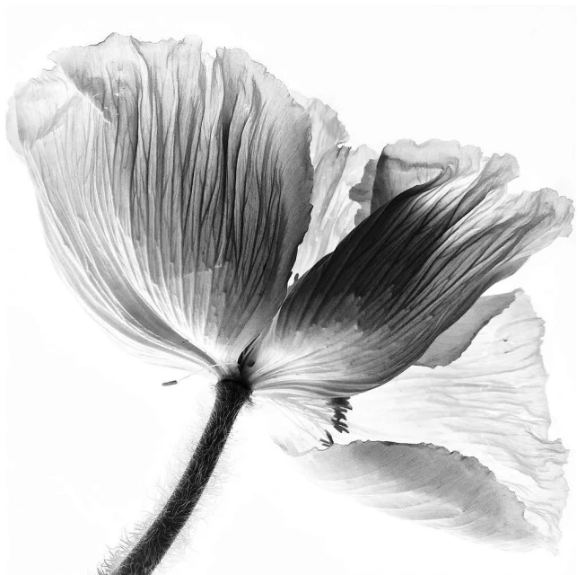 Valerie Paumelle Agent