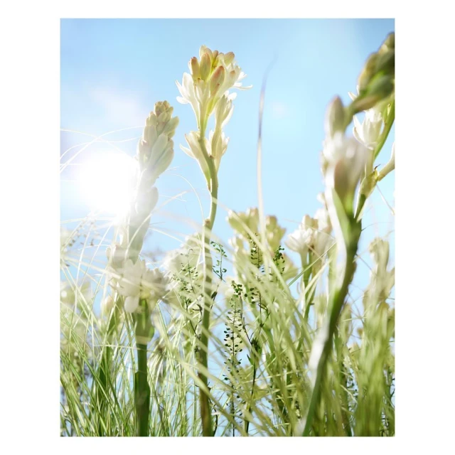 Valerie Paumelle Agent