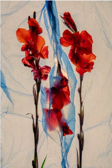 Valerie Paumelle Agent