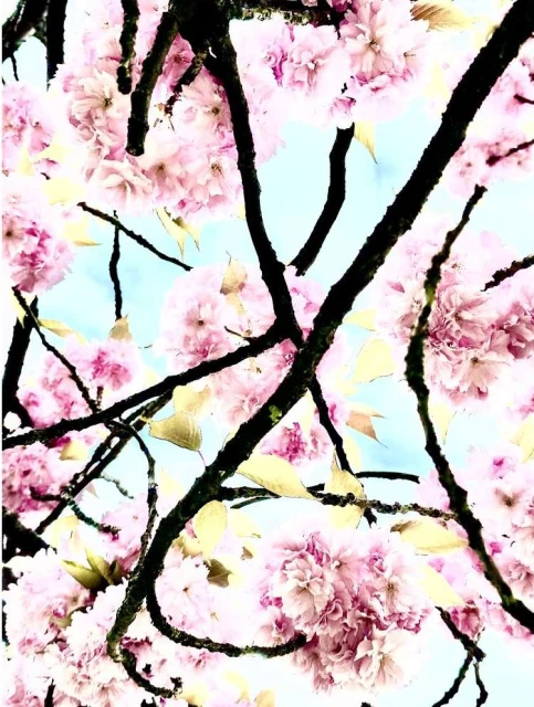 Valerie Paumelle Agent