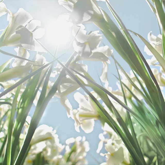 Valerie Paumelle Agent