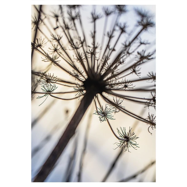 Valerie Paumelle Agent