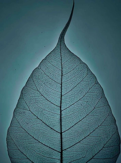 Valerie Paumelle Agent