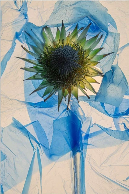 Valerie Paumelle Agent