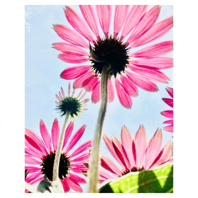 Valerie Paumelle Agent