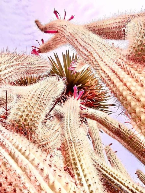 Valerie Paumelle Agent