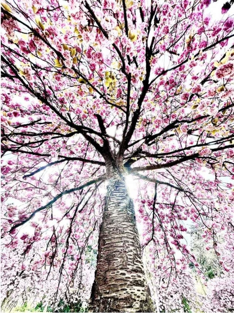 Valerie Paumelle Agent