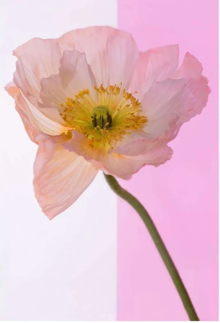 Valerie Paumelle Agent