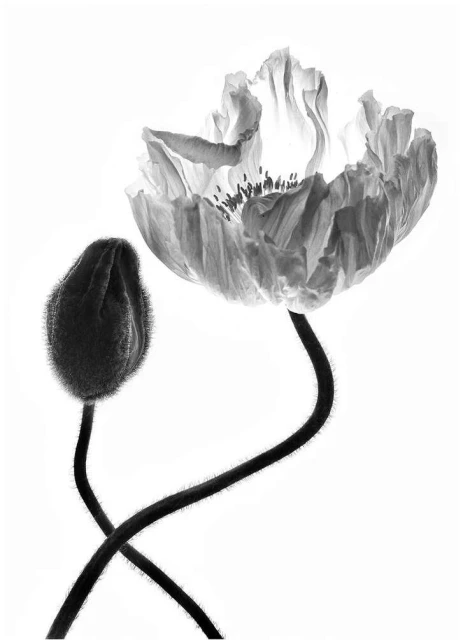 Valerie Paumelle Agent