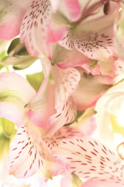 Valerie Paumelle Agent