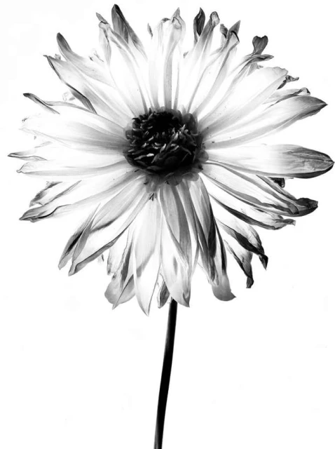 Valerie Paumelle Agent