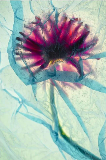 Valerie Paumelle Agent