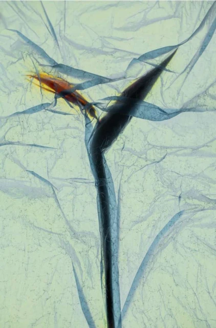 Valerie Paumelle Agent