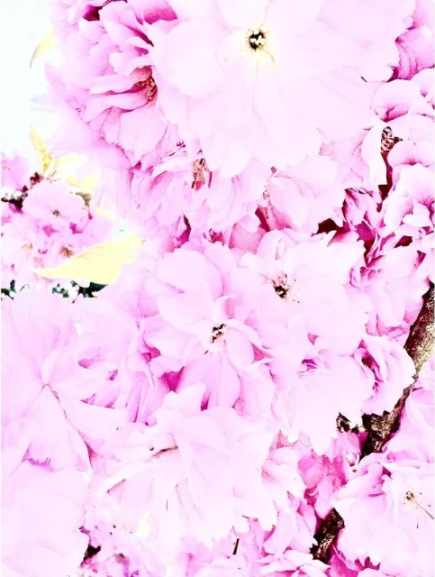 Valerie Paumelle Agent