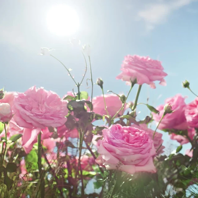 Valerie Paumelle Agent