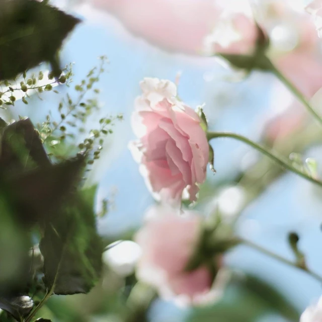 Valerie Paumelle Agent