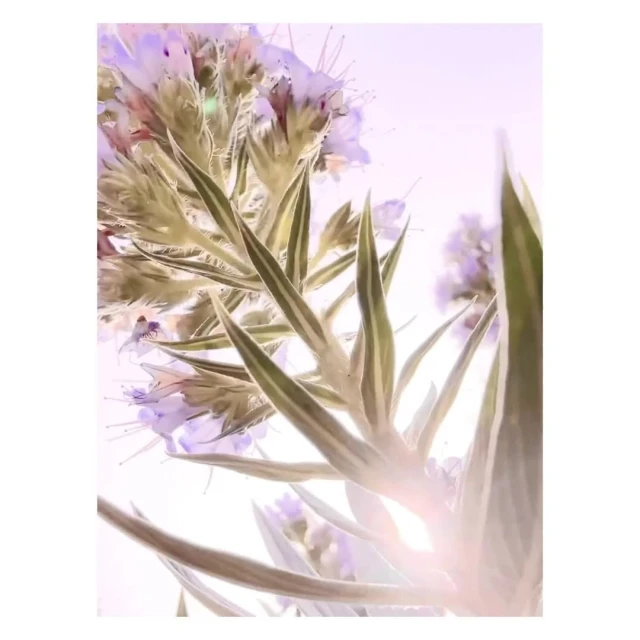 Valerie Paumelle Agent