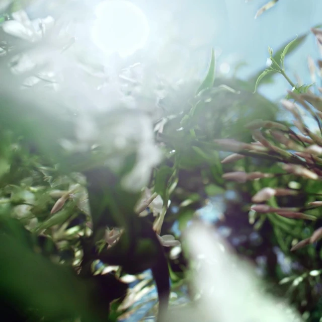 Valerie Paumelle Agent