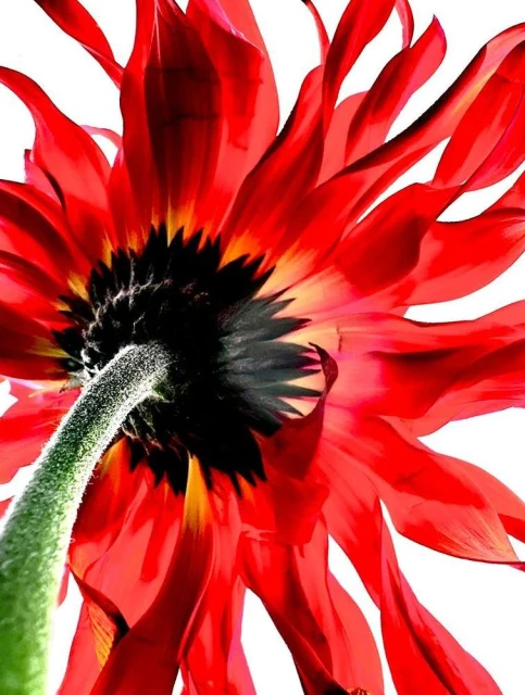 Valerie Paumelle Agent