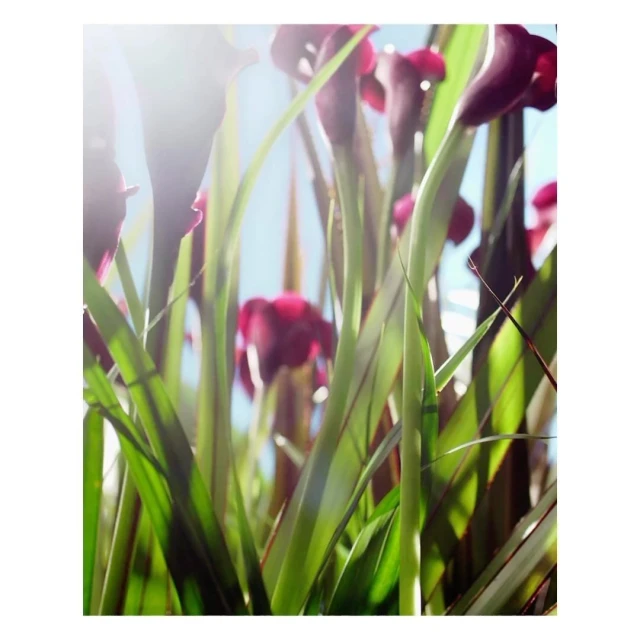 Valerie Paumelle Agent