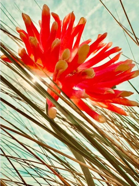 Valerie Paumelle Agent