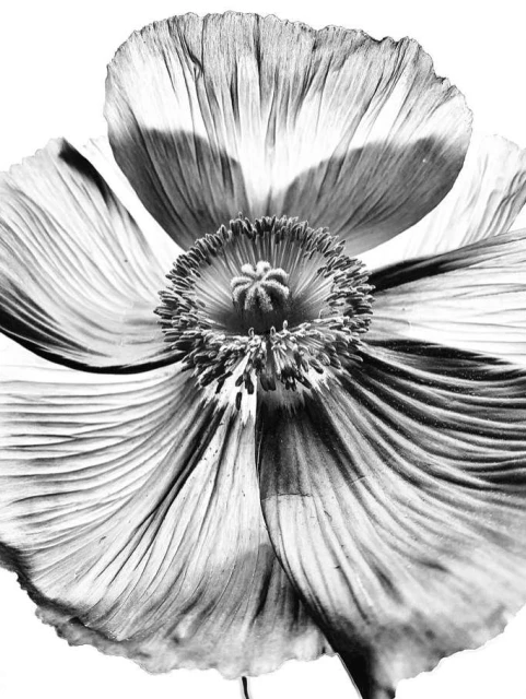 Valerie Paumelle Agent