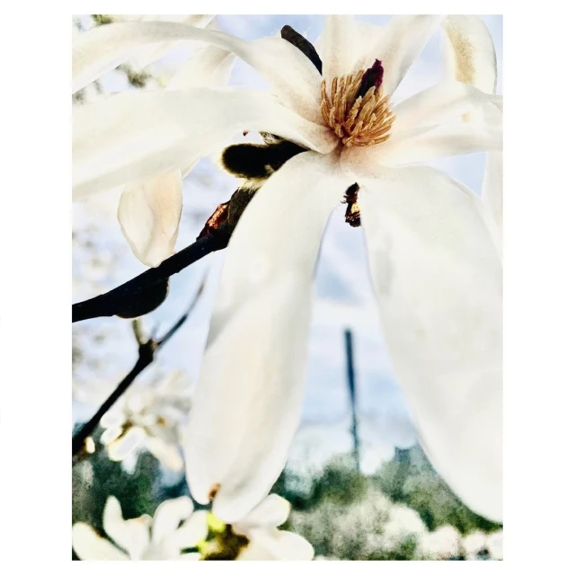 Valerie Paumelle Agent