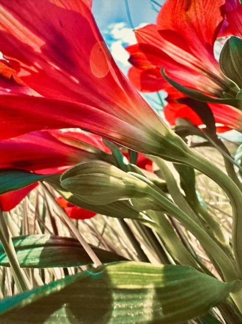 Valerie Paumelle Agent