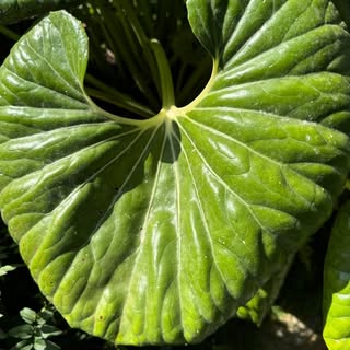 Stanislas Motz Neidhart