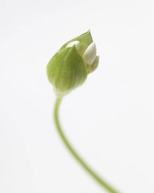 Valerie Paumelle Agent