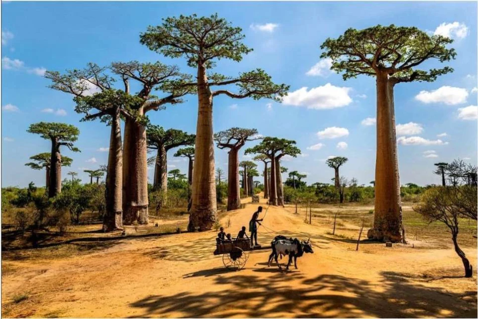 Maloney Artist Management