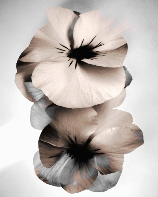 Julian Meijer Agency