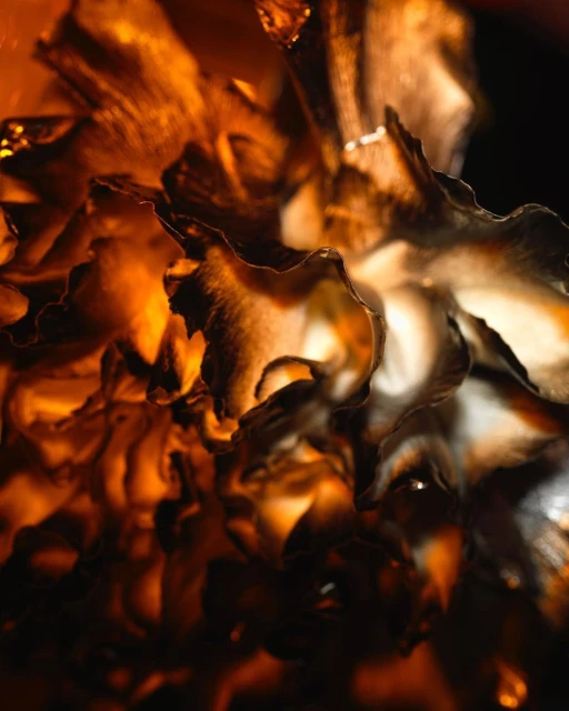 Julian Meijer Agency