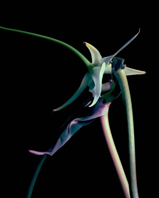 Julian Meijer Agency