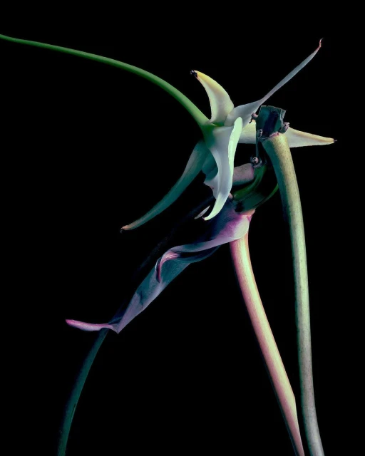 Julian Meijer Agency