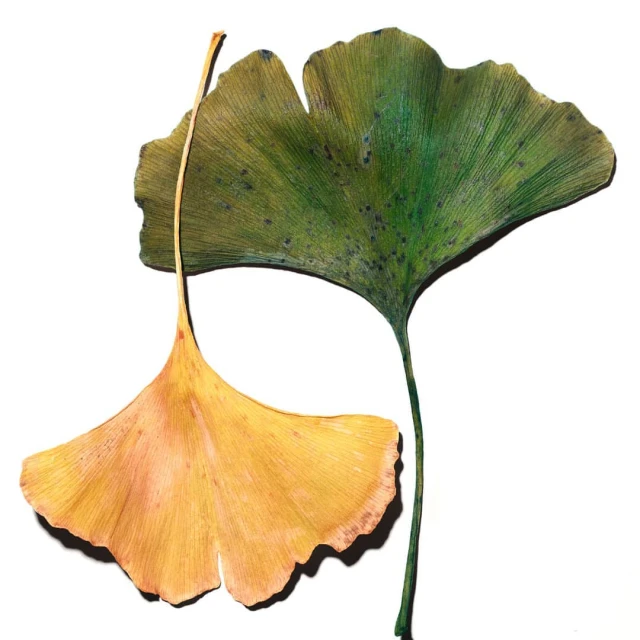 Julian Meijer Agency