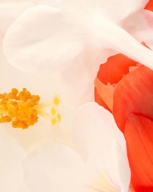 Julian Meijer Agency