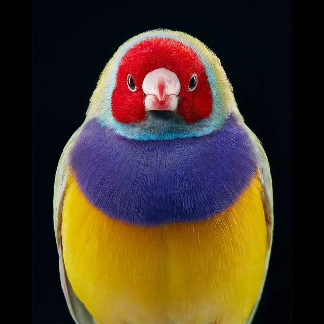 Tim Flach