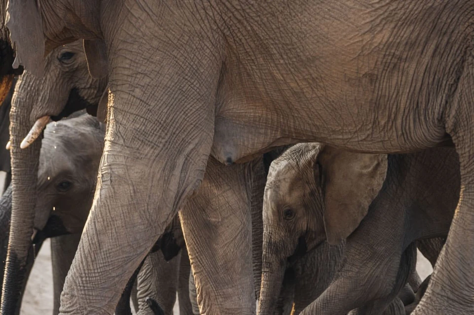 Lucid Representation