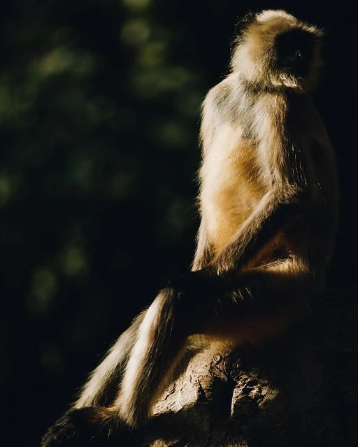 Lucid Representation