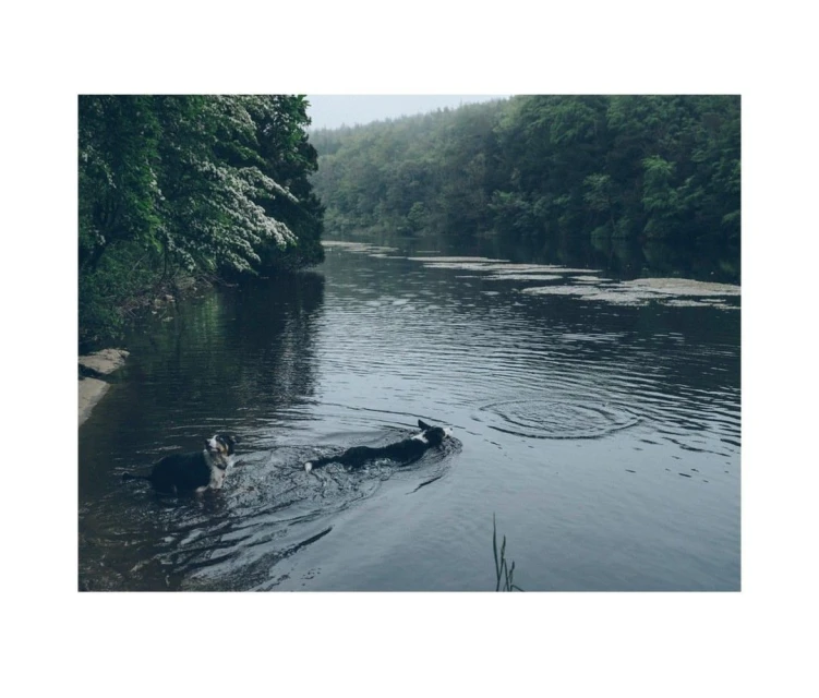 Lucid Representation