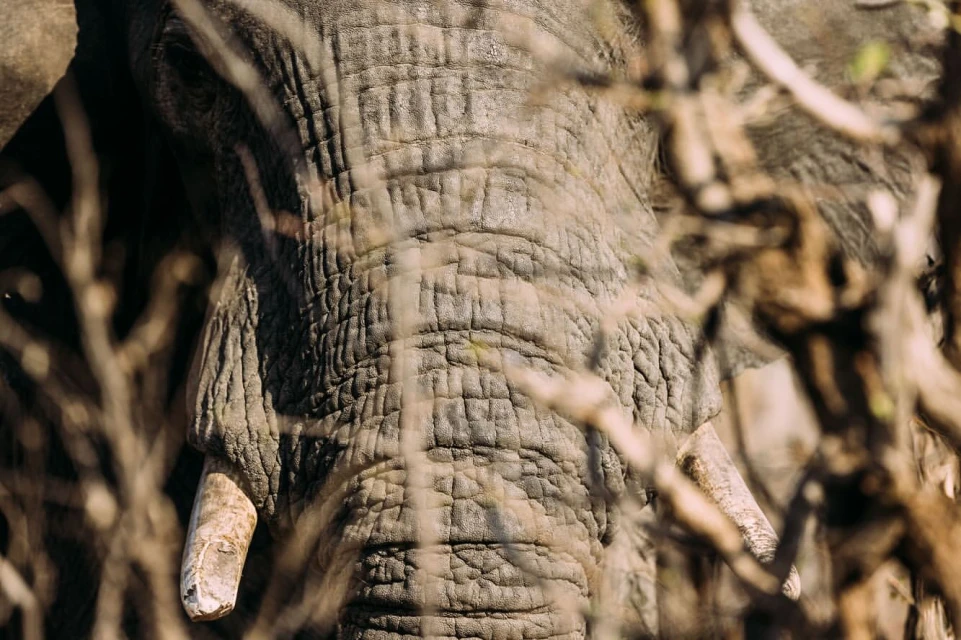 Lucid Representation