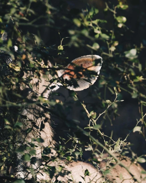 Lucid Representation