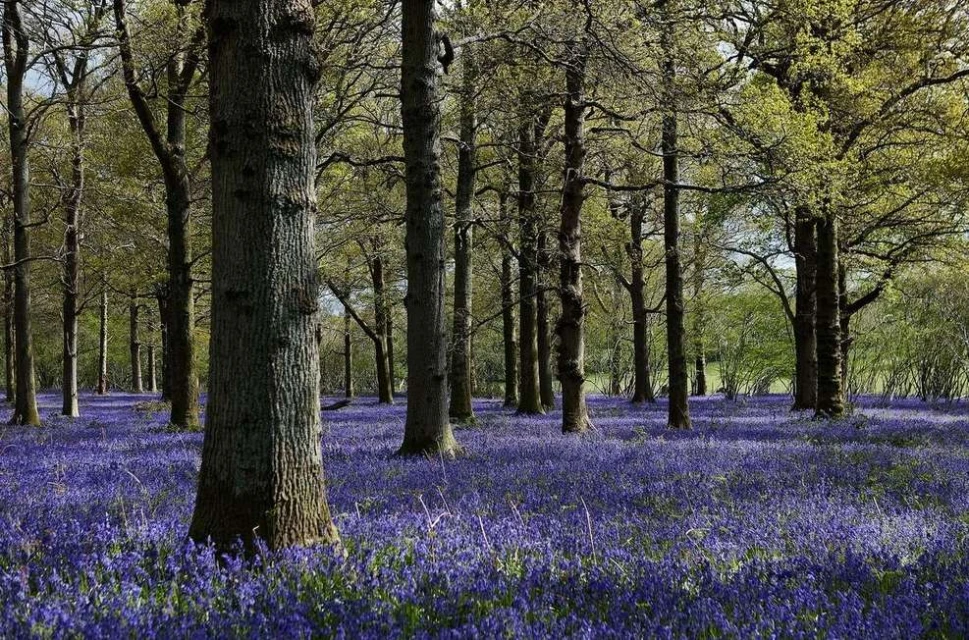 Lucid Representation