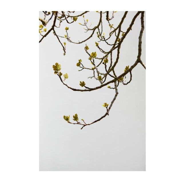 Lucid Representation