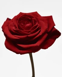 Dr Sam's Skincare Flawless Moisturiser